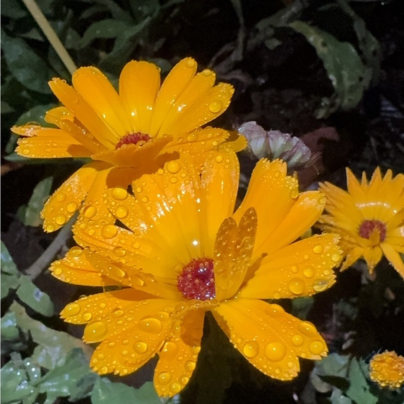 sunflowerrgirl